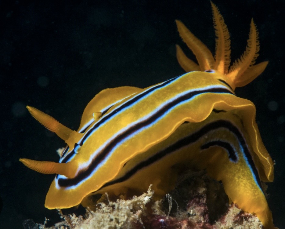 A colorful sea slug with yellow and black stripes and long, feathery appendages, resting on the ocean floor.